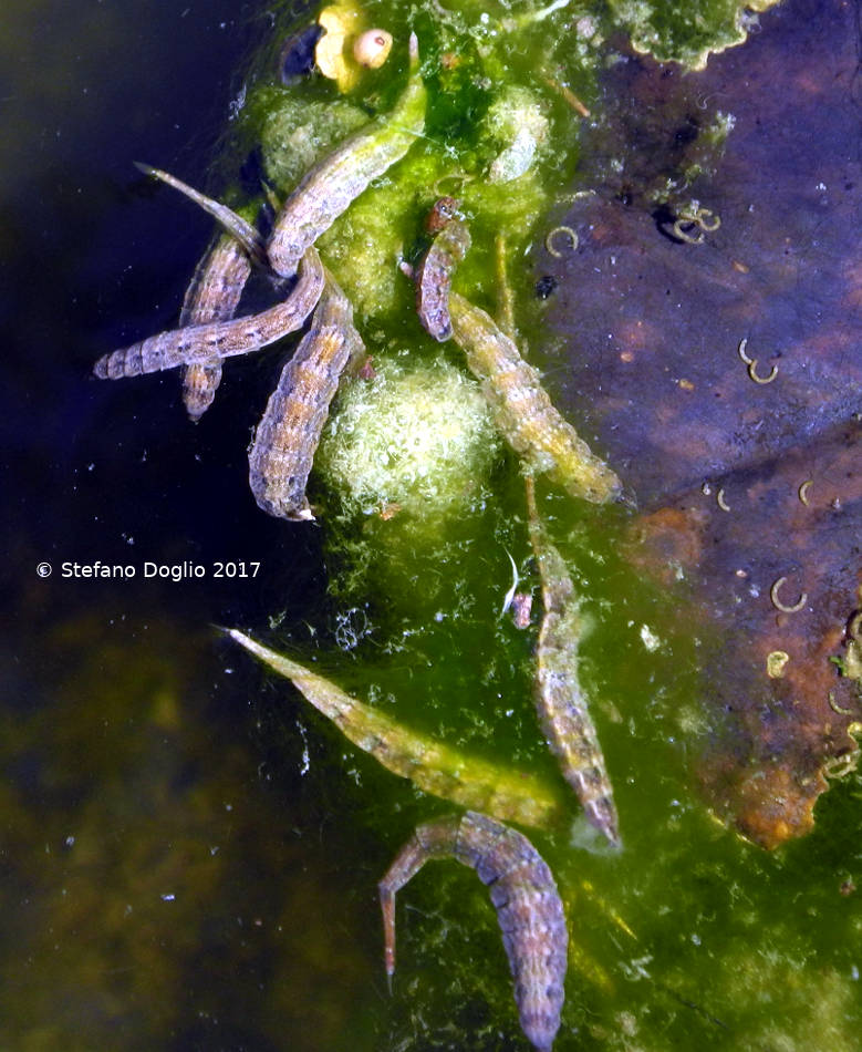 larve di Stratiomyidae ?   S. cfr. Stratiomys sp.